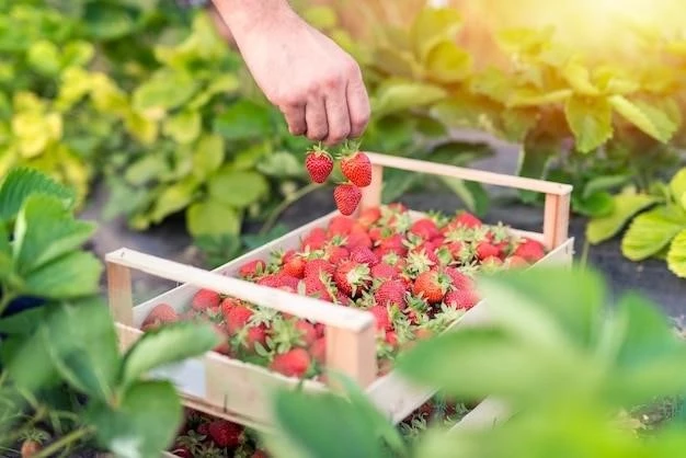 Клубника на балконе: пошаговое руководство по выращиванию ароматных ягод круглый год