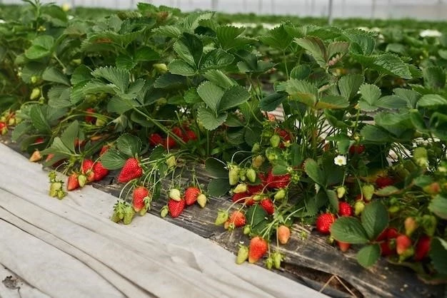 Выращивание клубники на подоконнике: от посадки до урожая
