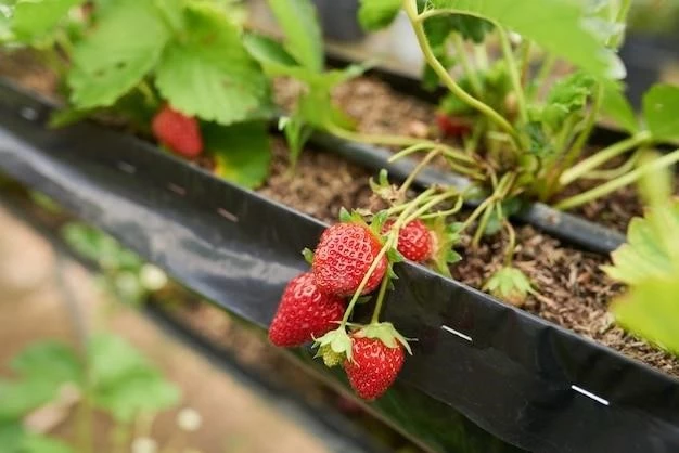 Выращивание клубники на подоконнике: пошаговая инструкция от семечка до ягоды